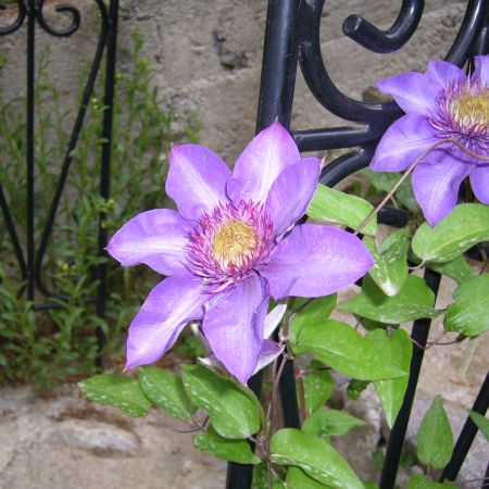 Clematita